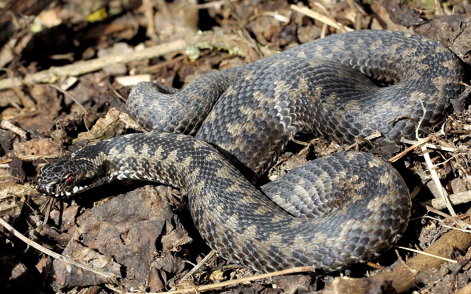 Huggorm, European adder, Vipera berus