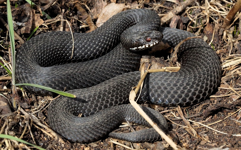 Huggorm, European adder, Vipera berus