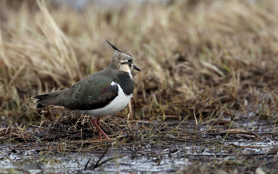 Tofsvipa, Northern Lapwing, Vanellus vanellus 