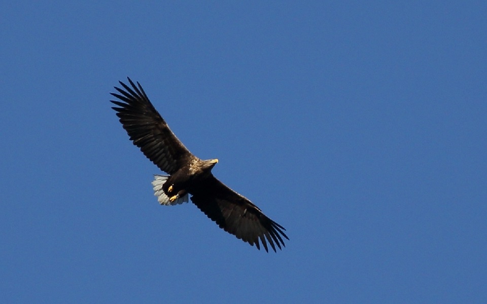 Havsörn, White-tailed Eagle, Haliaeetus albicilla