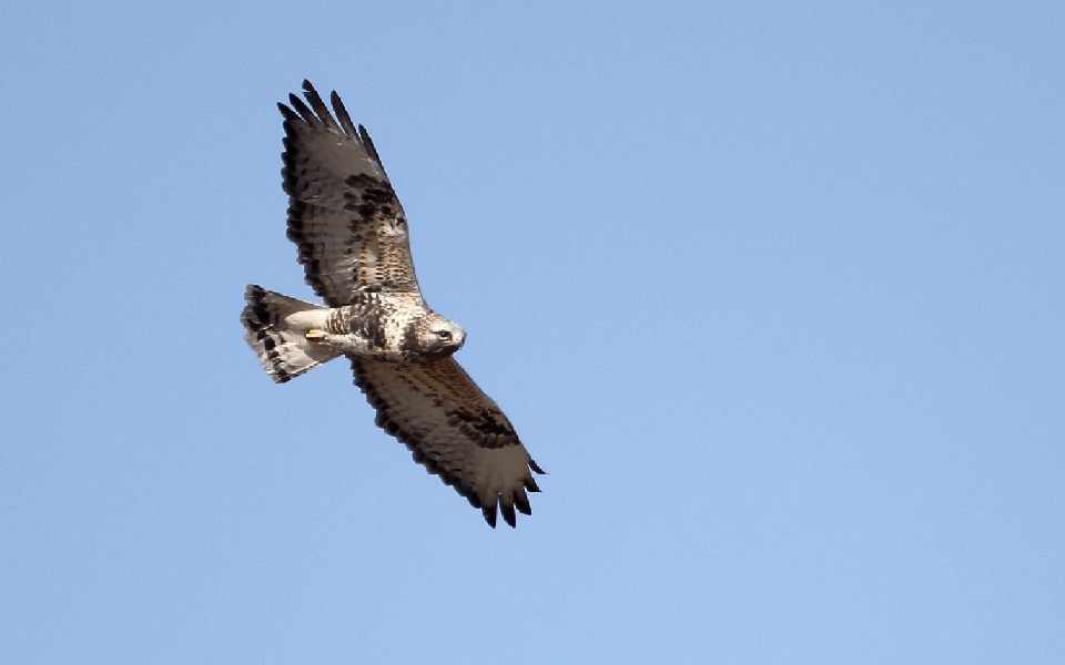 Fjällvråk, Rough-legged Buzzard, Buteo lagopus