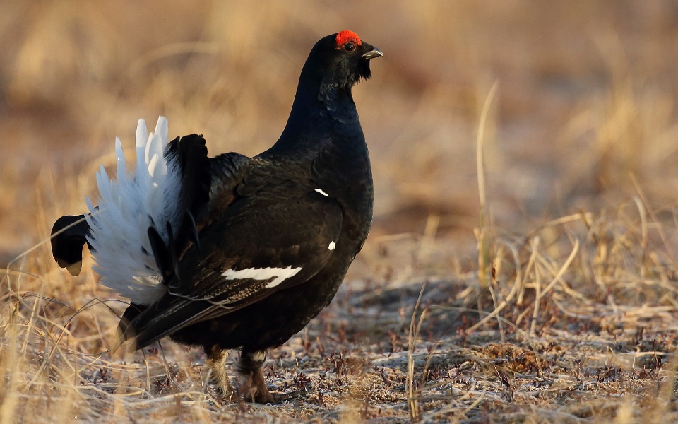 Orre, Black Grouse, Lyrurus tetrix