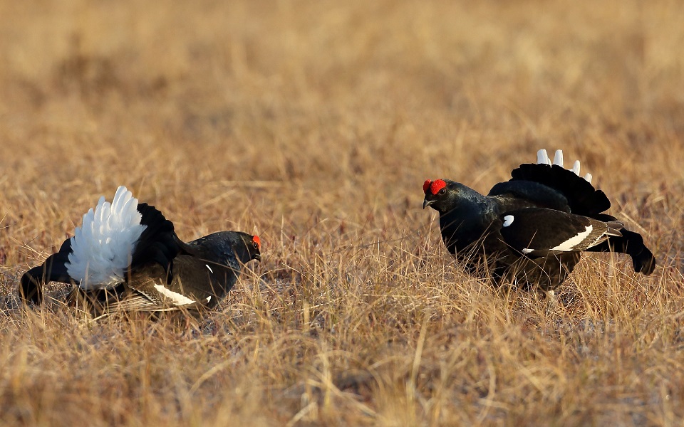 Orre, Black Grouse, Lyrurus tetrix