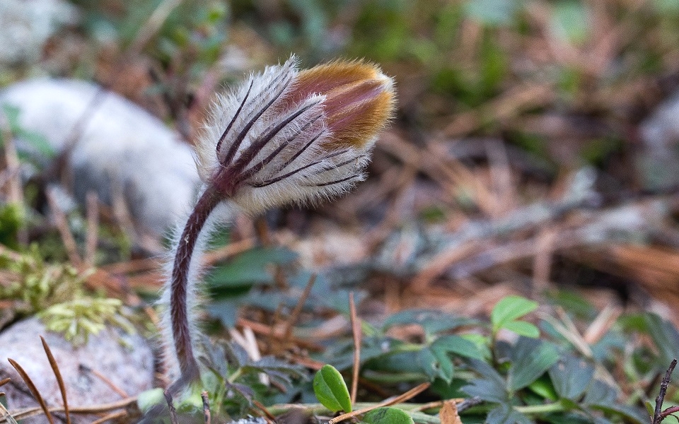 Mosippa, Spring pasqueflower, Pulsatilla vernalis