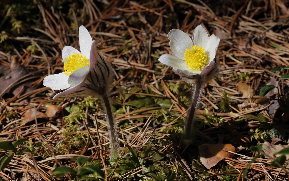 Mosippa, Spring pasqueflower, Pulsatilla vernalis