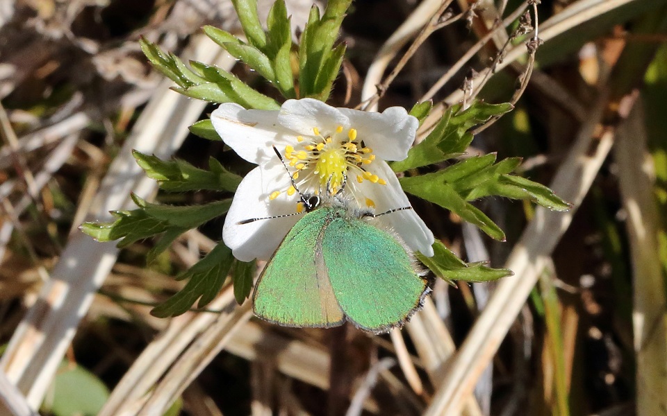 Grönsnabbvinge, Green Hairstreak, Callophrys rubi