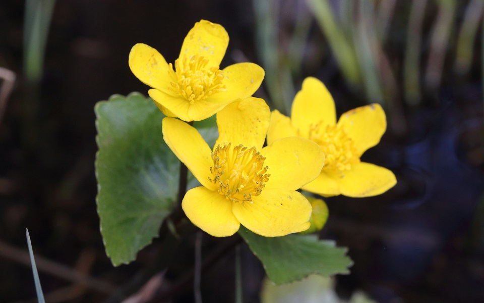 Kabbleka, Marsh marigold,Caltha palustris