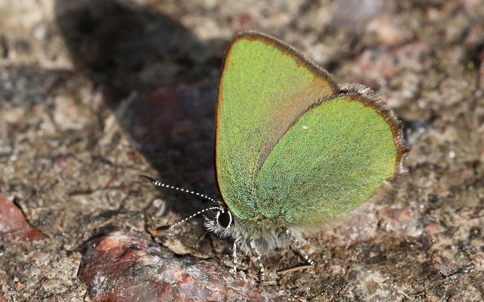 Grönsnabbvinge, Green Hairstreak, Callophrys rubi