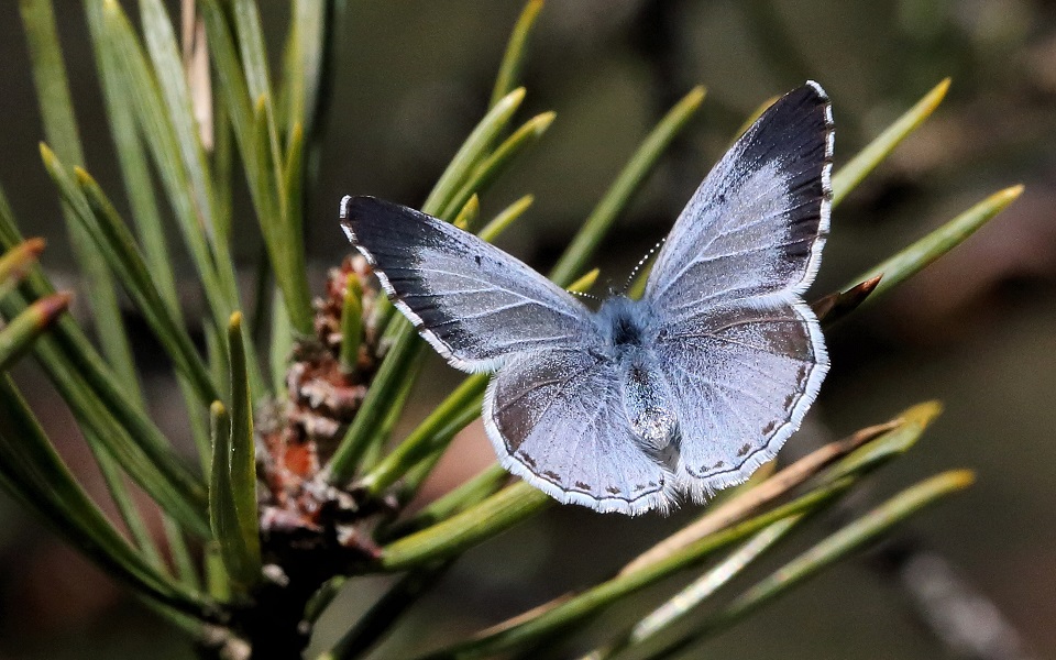 Tosteblåvinge, Holly Blue, Celastrina argiolus