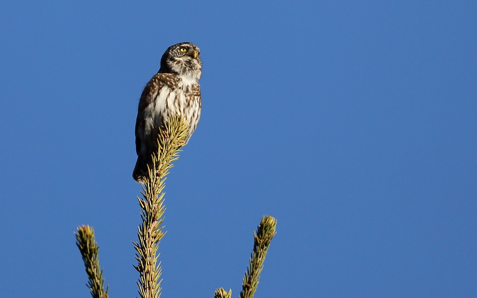 Sparvuggla, Eurasian Pygmy Owl, Glaucidium passerinum