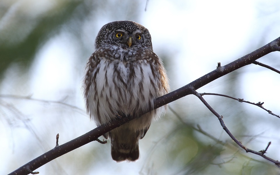 Sparvuggla, Eurasian Pygmy Owl, Glaucidium passerinum