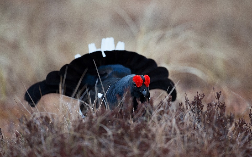 Orre, Black Grouse, Lyrurus tetrix 