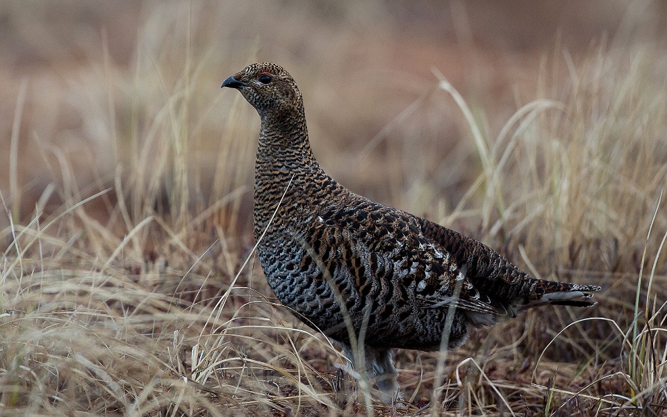 Orre, Black Grouse, Lyrurus tetrix 