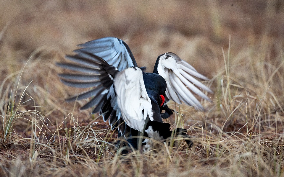 Orre, Black Grouse, Lyrurus tetrix 