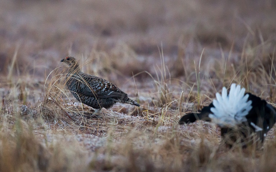 Orre, Black Grouse, Lyrurus tetrix