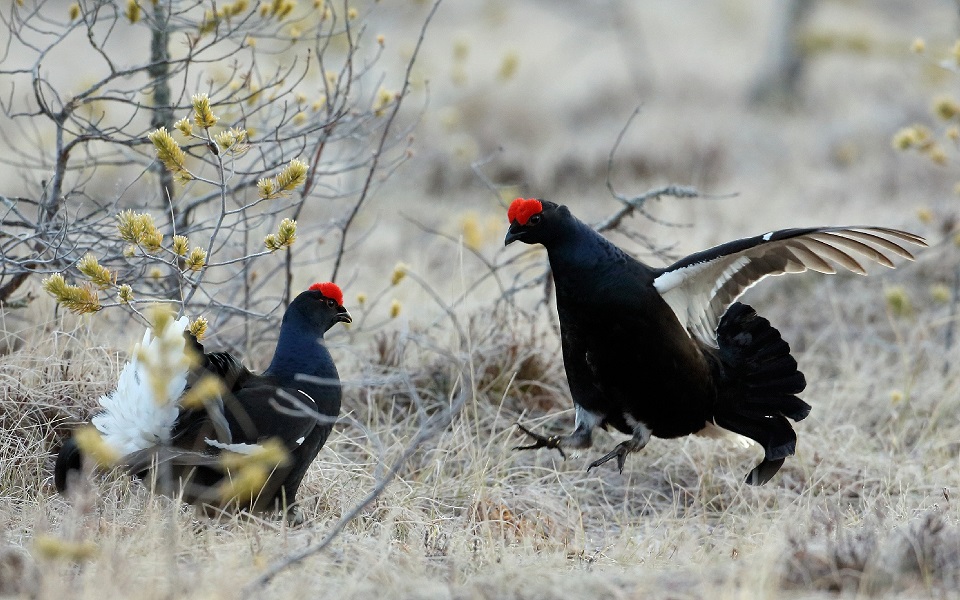 Orre, Black Grouse, Lyrurus tetrix