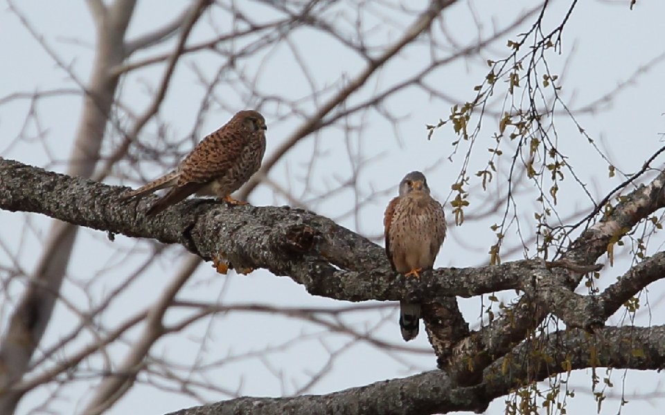 Tornfalk, Common Kestrel, Falco tinnunculus