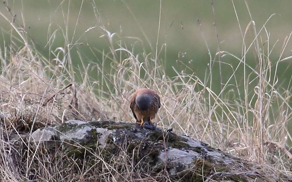 Tornfalk, Common Kestrel, Falco tinnunculus