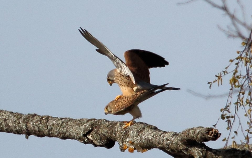 Tornfalk, Common Kestrel, Falco tinnunculus