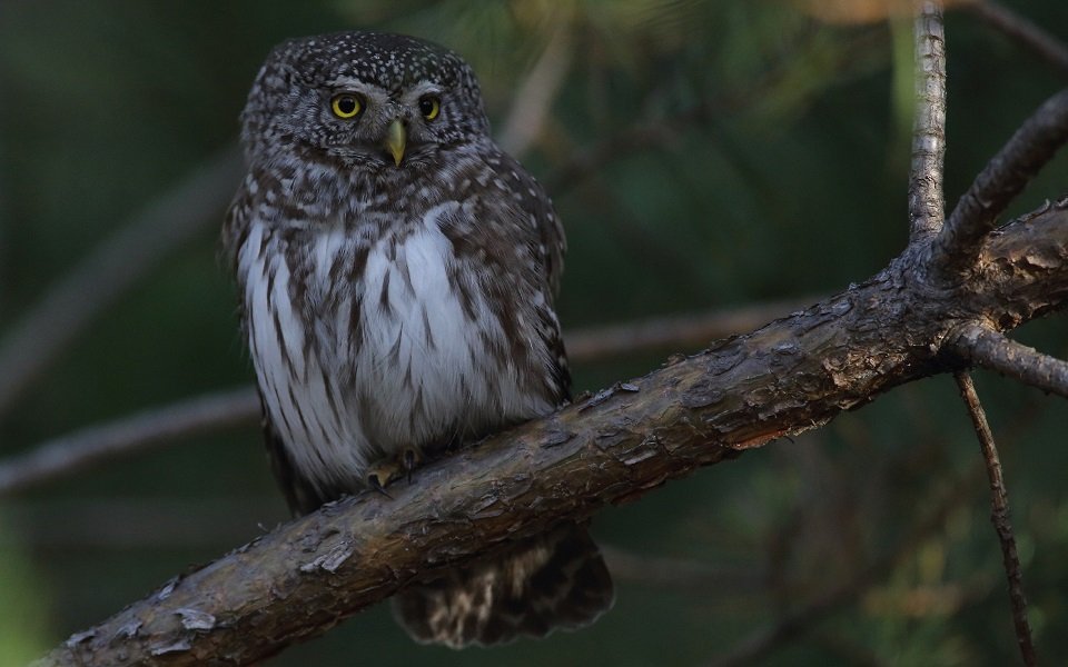 Sparvuggla, Eurasian Pygmy Owl, Glaucidium passerinum