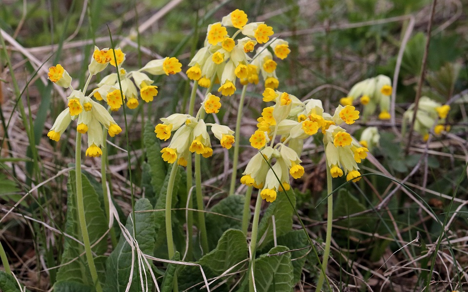 Gullviva, Cowslip, Primula veris