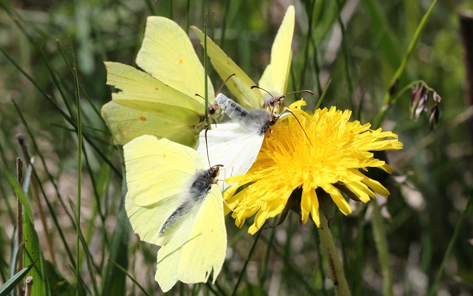 Citronfjäril, Common Brimstone, Gonepteryx rhamni