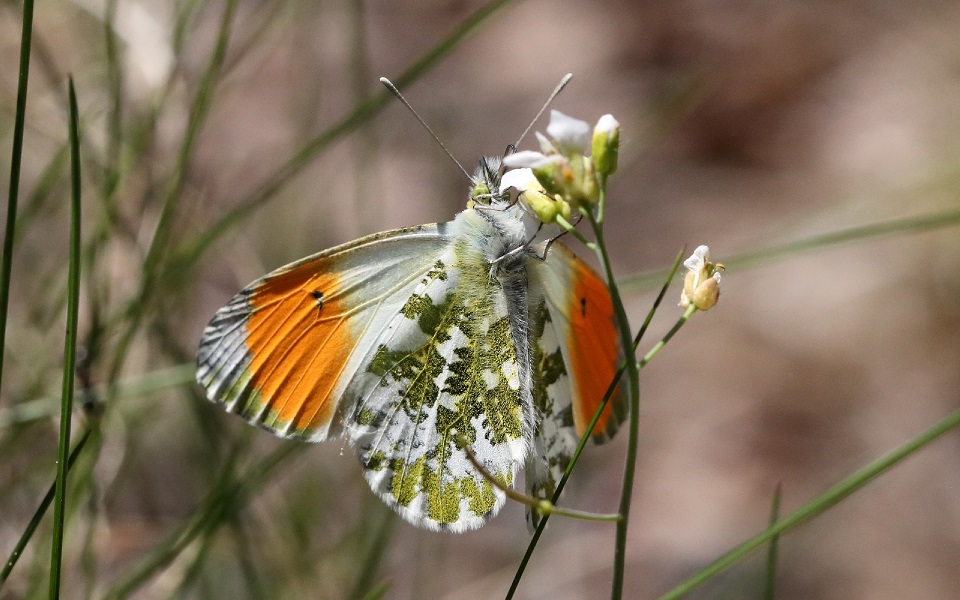 Aurorafjäril, The Orange Tip, Anthocharis cardamines