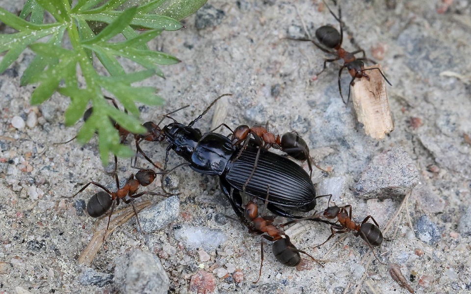 Röd skogsmyra, Red wood ant, Formica rufa, Jordlöpare, Ground beetle, Carabidae