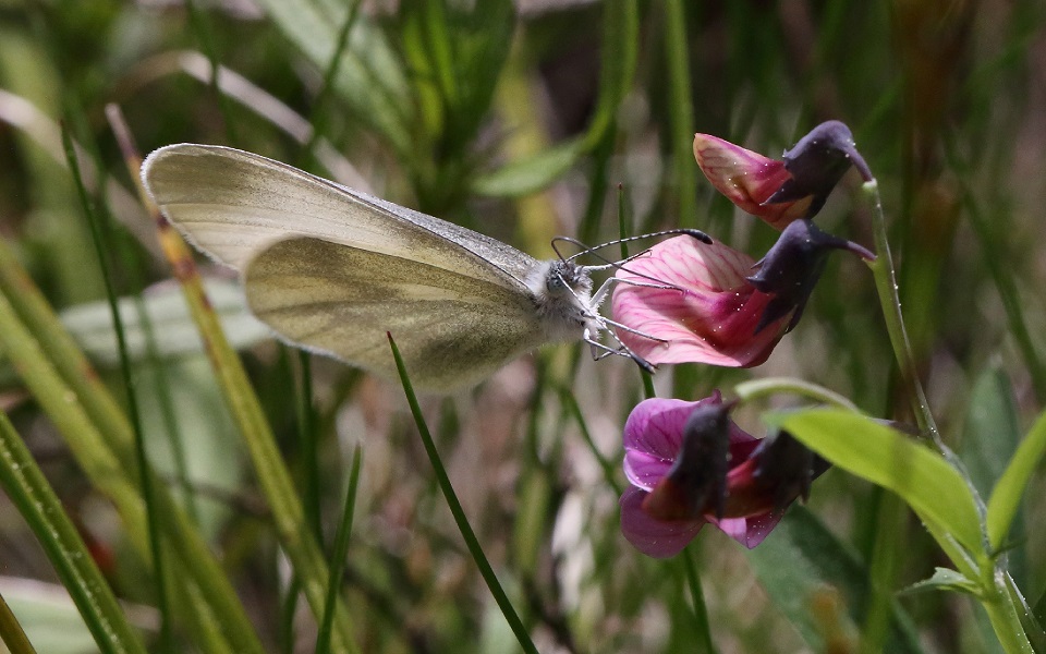 Ängsvitvinge, Real's Wood White, Leptidea reali