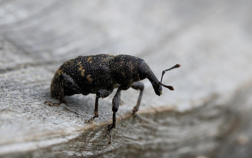 Snytbagge, Large pine weevil, Hylobius abietis