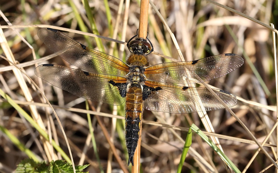 Fyrfläckig trollslända, Four-spotted Chaser, Libellula quadrimaculata