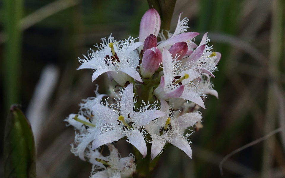 Vattenklöver, Bog bean, Menyanthes trifoliata