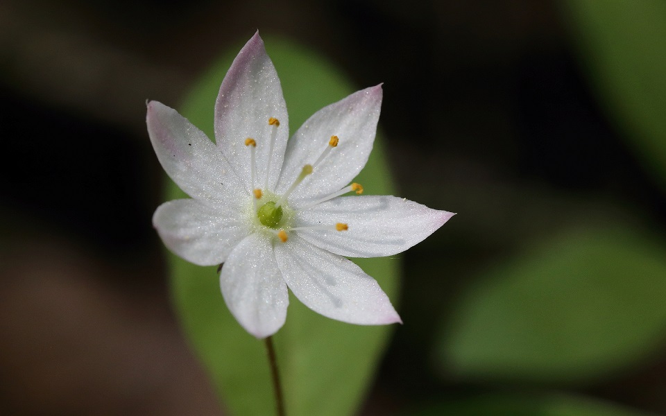 Skogsstjärna, Arctic starflower, Trientalis europaea