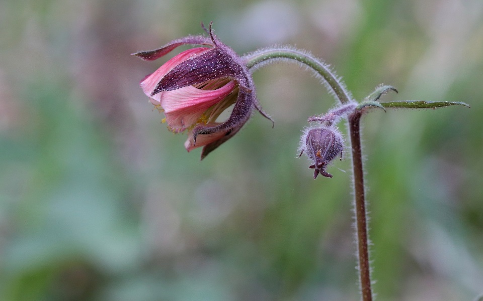 Humleblomster, Water avens, Geum rivale