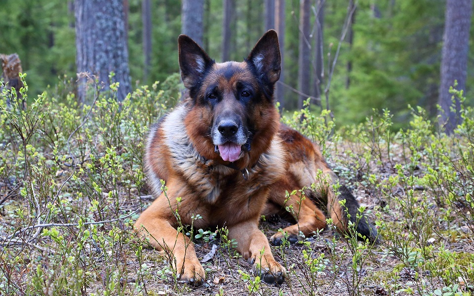 Ozzy, Schäfer, German shepherd