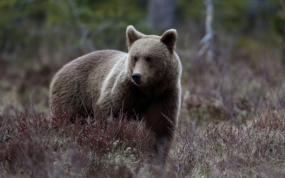 Brunbjörn, Brown bear, Ursus arctos