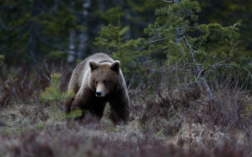 Brunbjörn, Brown bear, Ursus arctos