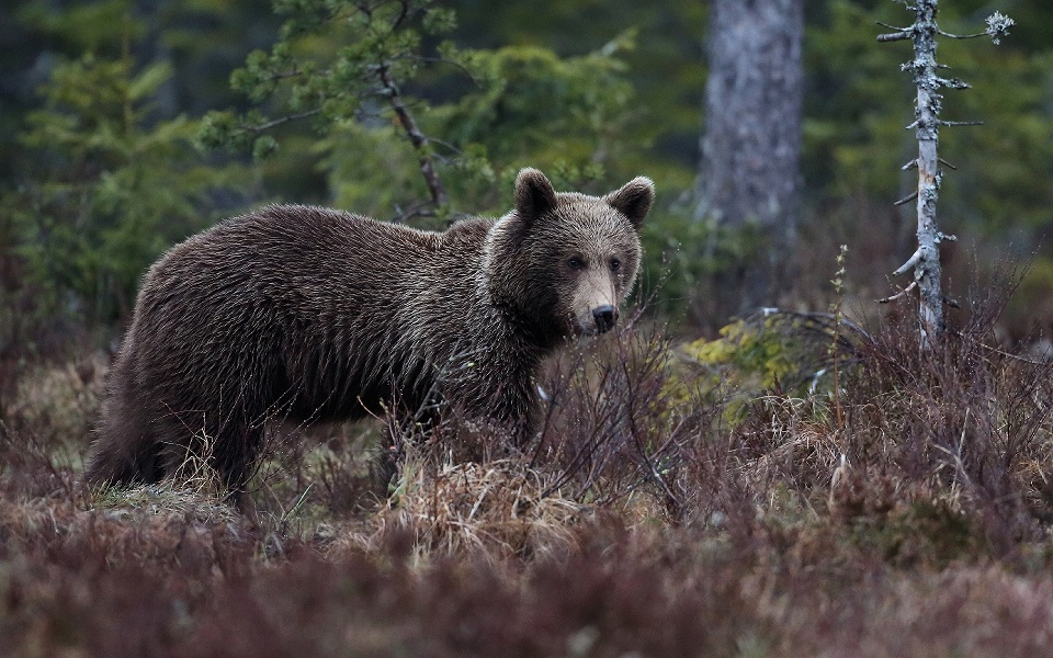 Brunbjörn, Brown bear, Ursus arctos