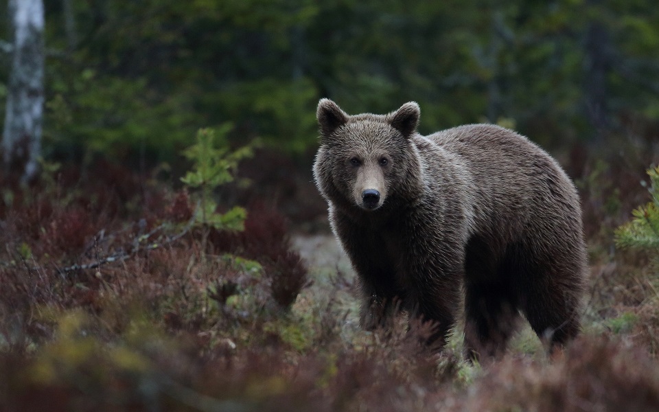 Brunbjörn, Brown bear, Ursus arctos