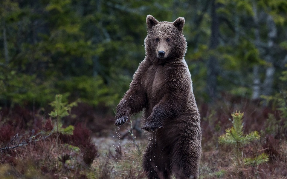 Brunbjörn, Brown bear, Ursus arctos