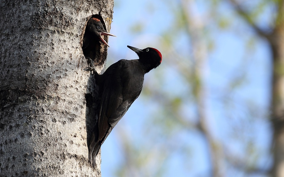 Spillkråka, Black Woodpecker, Dryocopus martius