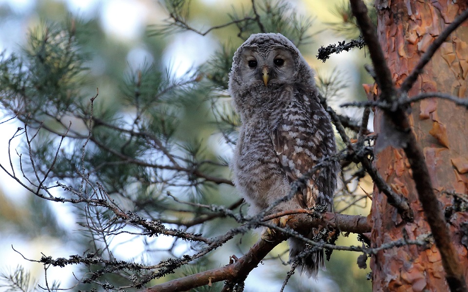 Slaguggla, Ural Owl, Strix uralensis