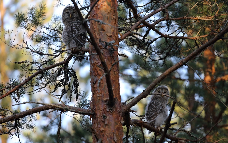 Slaguggla, Ural Owl, Strix uralensis