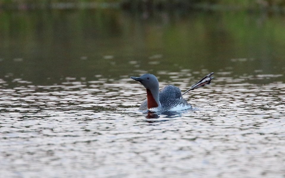 Smålom, Red-throated diver, Gavia stellata