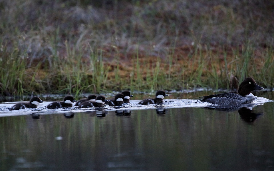 Knipa, Common goldeneye, Bucephala clangula