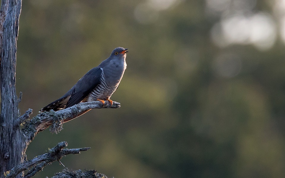 Gök, Common Cuckoo, Cuculus canorus