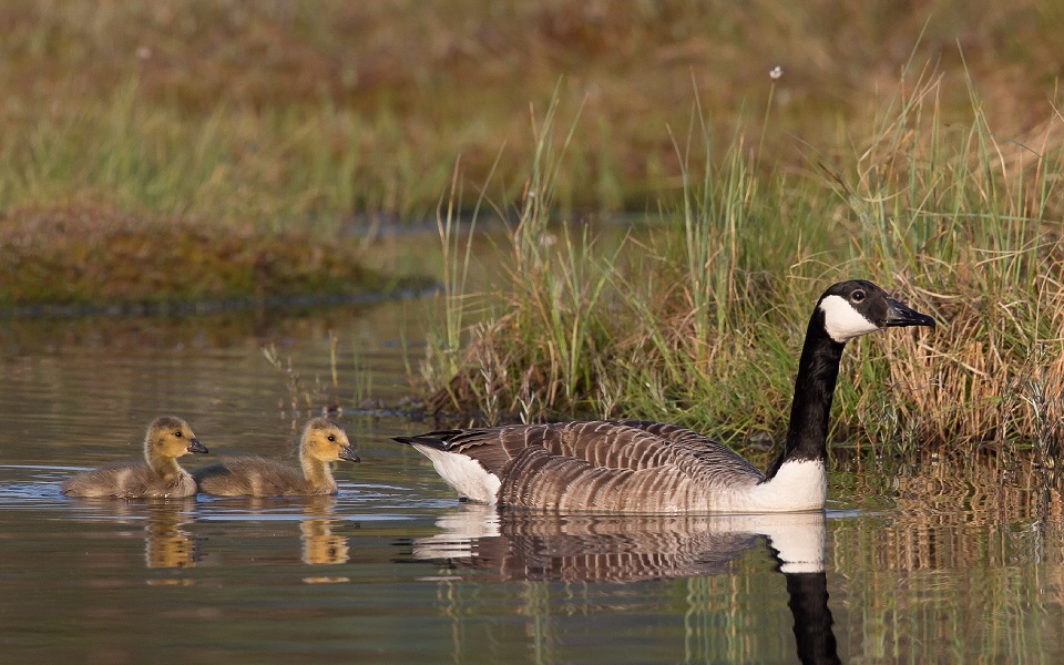 Kanadagås, Canada Goose, Branta canadensis