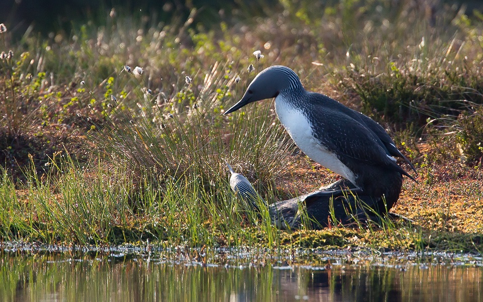 Smålom, Red-throated diver, Gavia stellata