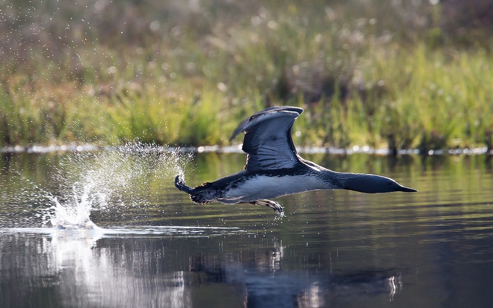 Smålom, Red-throated diver, Gavia stellata