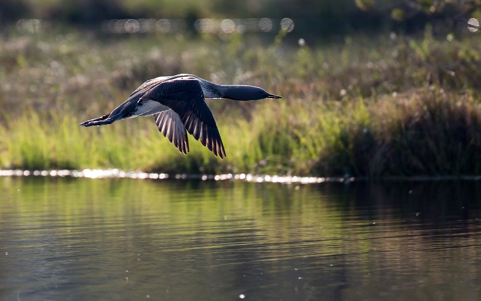 Smålom, Red-throated diver, Gavia stellata